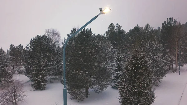 Widok z bliska na pracującą elektryczną lampę uliczną w pobliżu drzew pokrytych śniegiem w parku zimowym. Klip. Piękny widok zimowy wieczór — Zdjęcie stockowe