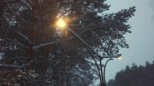 Close-up view of working electrical street lamp near the trees covered by snow in winter park. Clip. Beautiful winter evening view — Stock Photo, Image