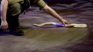 Kobra ile çalışan eğitmen. Eylem. Charmer tehlikeli Kobra ancak yönetmek ile sahnede gerçekleştirir. Zehirli ile sirktehlikeli performans