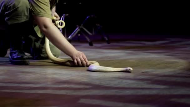 Trainer werken met Cobra. Actie. Charmer presteert op het podium met gevaarlijke Cobra nauwelijks beheren. Gevaarlijke prestaties in circus met giftige slangen — Stockvideo