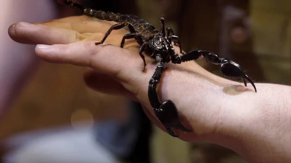 Fekete Scorpion ül a kezét. Akció. Közeli fel a nagy fekete Scorpion a Mans karját. Bátorság gazdaság veszélyes Scorpion a kezed — Stock Fotó