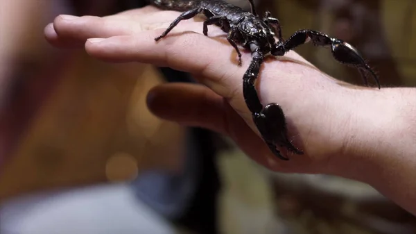 Black Scorpion sitting on hand. Action. Close-up of large black Scorpion on mans arm. Courage of holding dangerous Scorpion on your hand — Stock Photo, Image