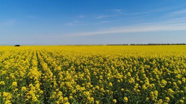 Güneşli bir günde sarı çiçeklenme alanının en iyi görünümü. Atış. Arka plan mavi gökyüzünde sarı güneş alanı pitoresk güzel görünümü. Çiçek açan tarlaların yaz güzelliği