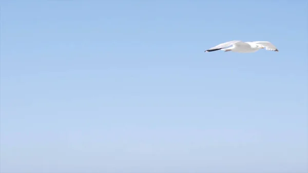 Witte meeuw vliegt op de achtergrond van de blauwe zee met rotsachtige kust. Actie. Vlucht van witte meeuw in heldere lucht op de achtergrond van het zeelandschap met rotsen is fascinerend met zijn schoonheid en vrijheid — Stockfoto