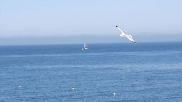Gaivota branca no fundo do mar azul com costa rochosa. Acção. Voo de gaivota branca no céu claro no fundo da paisagem do mar com pedras é fascinante com sua beleza e liberdade — Fotografia de Stock