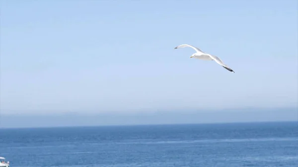 Білий мартин летить на тлі блакитного моря зі скелястим узбережжям. Дія. Політ білої чайки в чистому небі на тлі морського пейзажу з камінням захоплює своєю красою і свободою — стокове фото