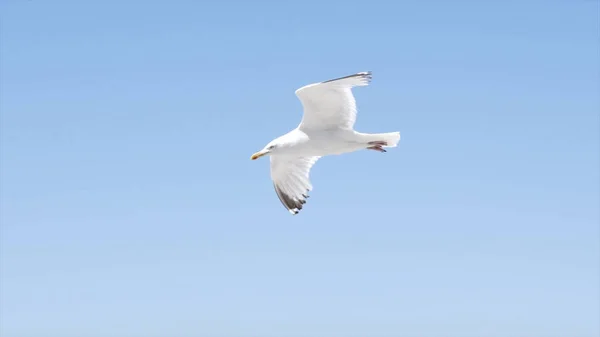 Racek bělavý letí na pozadí modrého moře s skalnatým pobřežím. Akce. Flight of white seagull in clear sky on background of sea landscape with rocks is fascinating with its beauty and freedom — Stock fotografie