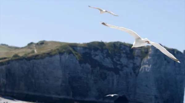 White gull flies on background of blue sea with rocky coast. Action. Flight of white seagull in clear sky on background of sea landscape with rocks is fascinating with its beauty and freedom