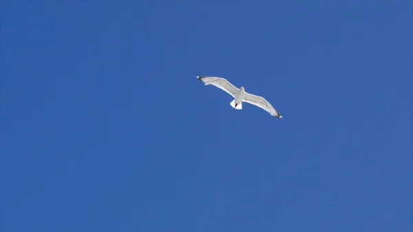 Gaivota branca voando contra o céu azul. Acção. Gaivota branca voadora bonita com asas estendidas em busca de comida no fundo do céu claro. Gaivota é ave de liberdade — Fotografia de Stock