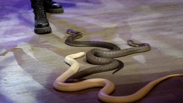 Close-up of snake in circus. Action. Charmer collects snakes creeping in circus arena during performance. Dangerous performance with poisonous cobras in circus show — Stock Photo, Image