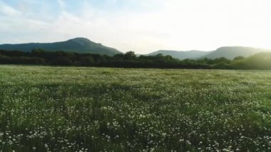 Woarm akşam mavi gökyüzüne karşı arka planda yeşil ağaçlar ve dağlar ile papatya alanı ile yaz manzara Amazing görünümü. Atış. Pitoresk yaz manzarası