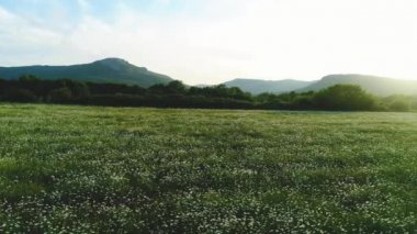 Woarm akşam mavi gökyüzüne karşı arka planda yeşil ağaçlar ve dağlar ile papatya alanı ile yaz manzara Amazing görünümü. Atış. Pitoresk yaz manzarası