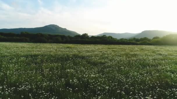Amazing view of summer landscape with chamomile field with green trees and mountains on the background against blue sky in woarm evening. Shot. Picturesque summer landscape — Stock Video