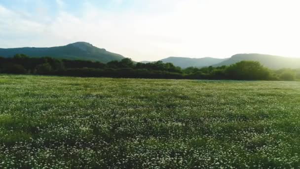 Increíble vista del paisaje de verano con el campo de manzanilla con árboles verdes y montañas en el fondo contra el cielo azul en la noche cálida. Le dispararon. Pintoresco paisaje de verano — Vídeos de Stock