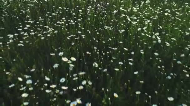 Vista de cerca del hermoso campo de manzanilla con flores blancas y azules flotando en el viento. Le dispararon. Pintoresco paisaje de verano — Vídeos de Stock