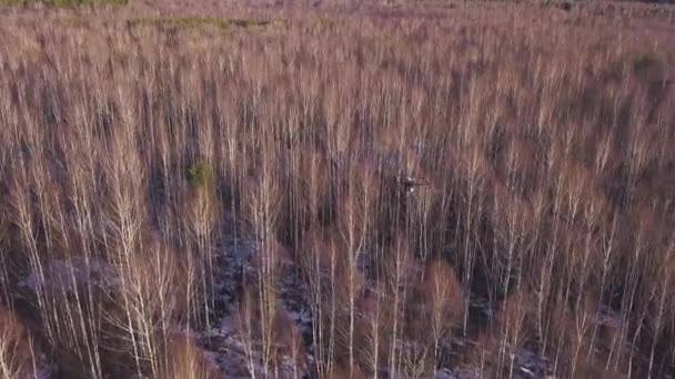 Widok z lotu ptaka z drona ungujący się w powietrzu nad jesiennym lasem na tle, koncepcja nowoczesnych technologii. Klip. Hovering Drone robienia zdjęć z naturalnym krajobrazem z drzew i śniegu. — Wideo stockowe