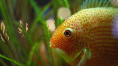 Akvaryumda yüzen altın balıkların yakın çekim. Çerçeve. Beyaz noktalar ile Tropikal büyük japon balığı temiz akvaryumda yüzmek. Güzel yaşam dekor için ev yapımı balık