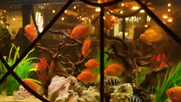 Goldfish nadando no aquário no restaurante. Moldura. Close-up de peixes dourados de tamanho médio nadando em aquário transparente projetado para decoração em restaurante caro — Vídeo de Stock
