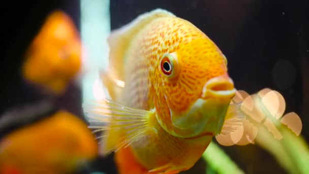 Primer plano de peces dorados nadando en el acuario. Una trampa. Grandes peces dorados tropicales con manchas blancas nadan en un acuario limpio. Pescado casero para una hermosa decoración viva — Vídeos de Stock