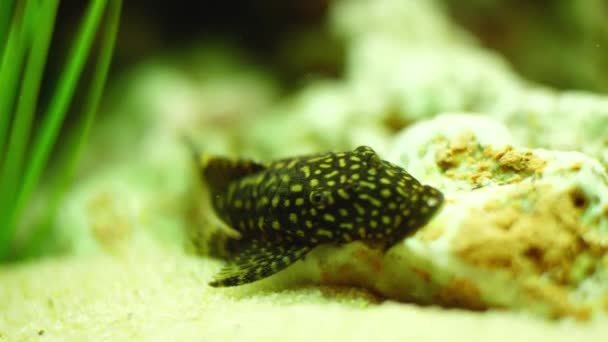 Pendekatan ikan lele di bagian bawah akuarium. Bingkai. Spotted lele kecil makan di sekitar batu di bagian bawah akuarium dengan ganggang. Akuarium lele menjaga air bersih. Catfish-aquarium tertata — Stok Video