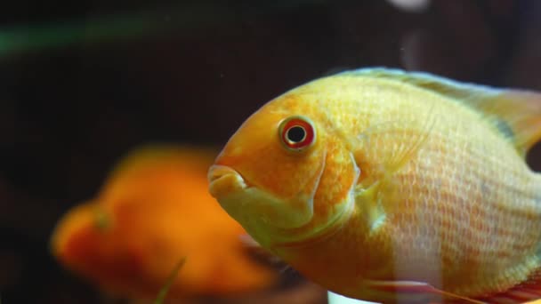 Primer plano de peces dorados nadando en el acuario. Una trampa. Grandes peces dorados tropicales con manchas blancas nadan en un acuario limpio. Pescado casero para una hermosa decoración viva — Vídeo de stock