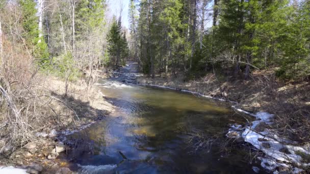 Río de montaña que fluye entre el bosque con nieve derretida en primavera. Medios. Las inundaciones de primavera llenan los ríos de montaña que fluyen en el bosque aún desnudo en primavera. Soleado día de primavera en el bosque — Vídeo de stock