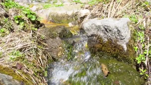 Petit ruisseau coulant parmi les pierres de montagne. Les médias. Gros plan d'une source propre qui coule en aval sur des pierres de mousse de montagne. Belle eau pure et naturelle en montagne. Inondations printanières — Video