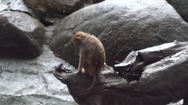 Ein einzelner Affe sitzt auf einem Felsen. Medien. Trauriger Affe sitzt mit dem Rücken zum Fels allein an einem regnerischen Tag. Wildtiere und Säugetiere kleine Affen