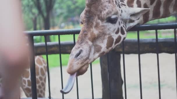 Cute giraffe with tongue at zoo. Media. Beautiful giraffe stretches tongue to green leaves in hands of tourists at zoo — Stock Video