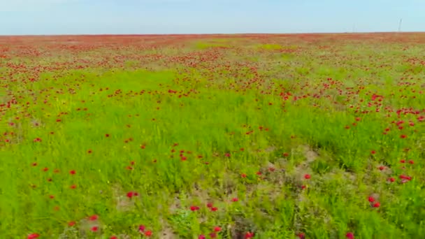 Vista superior en el hermoso campo de amapola roja. Le dispararon. Hermoso campo de naturaleza de paisaje de amapola en flor sobre fondo de cielo azul. Campo rojo de amapolas fascina contraste brillante de rojo con verde — Vídeos de Stock