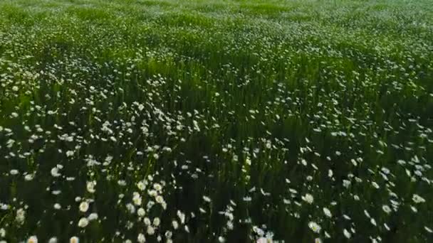 野生のカモミールフィールドのトップビュー。ショット。白いカモミールの花は、夏のフィールドの緑の背景に見られます。この夏は6月のヒナギクが咲き乱れる — ストック動画