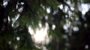 Güneşte parıldayan köknar ağacı dalları. Stok görüntüleri. Güneşte köknar ağacı dalları. Sibirya doğası