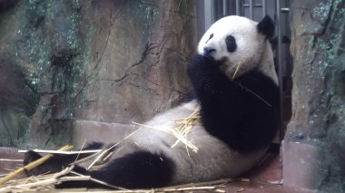 Panda bambu sapı yiyor. Medya. Kabarık dev Panda oturan onun pençeleri ile bambu sapları tutar ve onları çiğner. Sevimli Panda çocuksu yeme lezzetli bambu sapları
