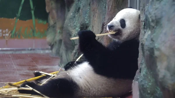 Panda eats bamboo stalks at zoo. Media. Chubby Panda sits lazily and with pleasure eat bamboo stems are strong teeth in zoo. Vegetable food from bamboo stalks Panda