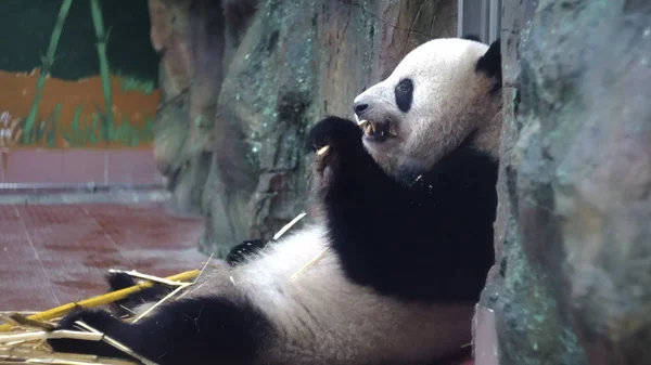 Panda eats bamboo stalks at zoo. Media. Chubby Panda sits lazily and with pleasure eat bamboo stems are strong teeth in zoo. Vegetable food from bamboo stalks Panda