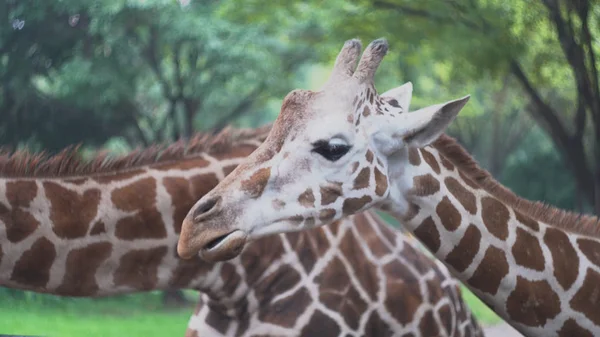 Children feed giraffes with leaves at zoo. Media. Beautiful cute giraffes eat vegetable food with hands of children visiting zoo — Stock Photo, Image