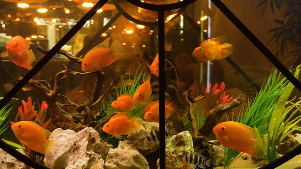 Goldfish si zaplavat v akváriu v restauraci. Rámeček. Blízká střední velikost koupaliště v průhledném akváriu, které je určeno k dekoraci v drahé restauraci — Stock fotografie