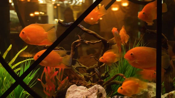 Goldfische schwimmen im Aquarium im Restaurant. Rahmen. Nahaufnahme von mittelgroßen Goldfischen, die in einem transparenten Aquarium schwimmen, das für die Dekoration in teuren Restaurants konzipiert wurde — Stockfoto
