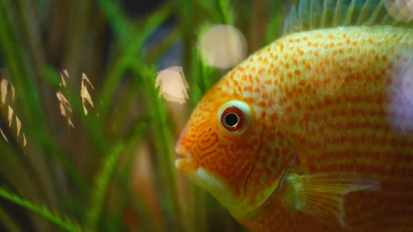 Крупный план золотой рыбы, плавающей в аквариуме. Рамка. Тропические большие золотые рыбки с белыми пятнами плавают в чистом аквариуме. Домашняя рыба для красивого живого декора — стоковое фото