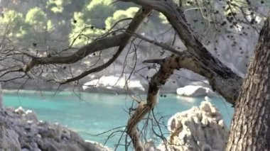 Kayaların ve denizin arka planında kurutulmuş ağaç dalı nın yakın çekim. Madde. Kayalar ve mavi denizde sedilmiş ağaç ile sahilde güzel sıcak bir gün