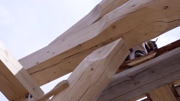 Workers build and stack boards wooden house. Clip. Workers install beautiful wooden beams on construction site of house. Wooden house in mode of construction on background of sky — Stock Video