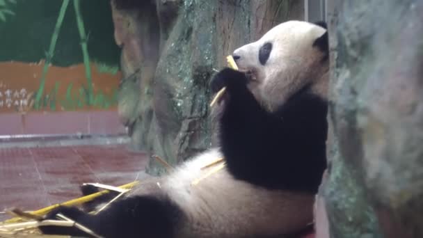 Panda come tallos de bambú en el zoológico. Medios. Chubby Panda se sienta perezosamente y con placer comer tallos de bambú son dientes fuertes en el zoológico. Comida vegetal de tallos de bambú Panda — Vídeos de Stock