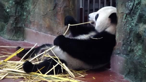 Lindo Panda comiendo tallos de bambú en el zoológico. Medios. Panda perezoso mintiendo y poderosos dientes muerden duros tallos de bambú. Encantador Panda mastica palos de bambú sorbiendo y disfrutando de cada bocado — Vídeos de Stock