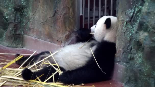 可爱的熊猫在动物园吃竹茎。媒体。懒惰的熊猫躺着和强大的牙齿咬坚硬的竹茎。迷人的熊猫咀嚼竹棍闷闷不乐，享受每一口 — 图库视频影像