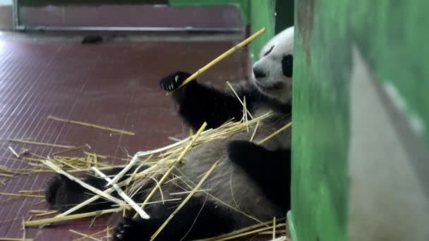 Panda comiendo tallos de bambú. Medios. Panda gigante esponjoso sentado sostiene tallos de bambú con sus patas y los mastica. Lindo panda infantil comer sabrosos tallos de bambú — Vídeos de Stock