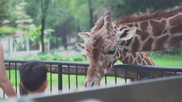Gyermek feed zsiráf levelei az állatkertben. Média. Gyönyörű aranyos zsiráf enni zöldség élelmiszer kezében gyermekek látogatása állatkert — Stock videók