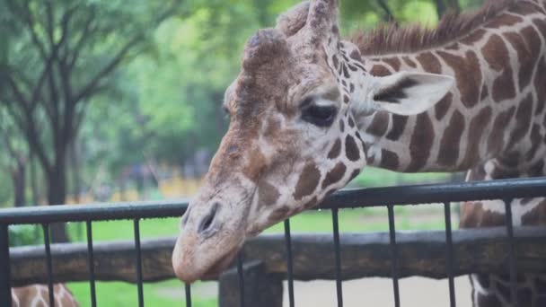 Cute giraffe with tongue at zoo. Media. Beautiful giraffe stretches tongue to green leaves in hands of tourists at zoo — Stock Video