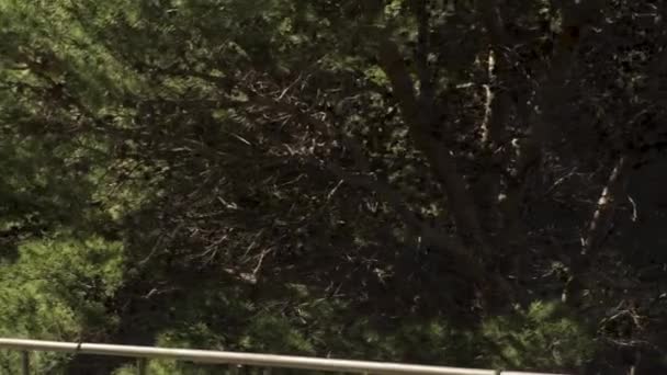 Schöne grüne Zweige einer Tanne oder Kiefer mit vielen Zapfen an einem sonnigen Sommertag. Kunst. natürlicher Hintergrund, Kiefern bei strahlendem Sonnenschein. — Stockvideo