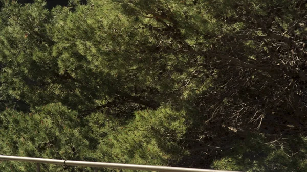 Bei rami verdi di un albero di pelo o pino con molti coni in una giornata di sole estiva. Art. Sfondo naturale, pini in pieno sole . — Foto Stock