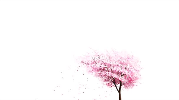 Beautiful pink japanese sakura cherry tree in full blossom and flower petals falling on white background, seamless loop. Animation. Abstract nature, a tree with falling leaves. — Stock Video